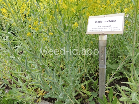 woad, dyer's